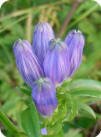 Closed Gentian photo by Ed Utz