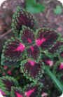 Coleus