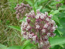 Common Milkweed