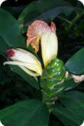 Spiral Ginger (Costus malortieanus)