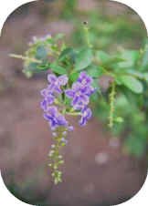 Duranta