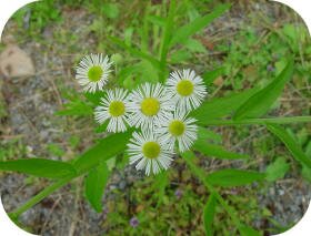 Daisy Fleabane photo by Ed Utz