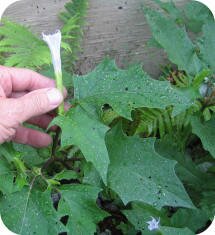 Photo sent by Fred Lagimodiere of Manitoba, Canada (good leaf photo)