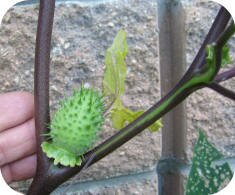 Photo sent by Fred Lagimodiere of Manitoba, Canada (good stem and pod photo)