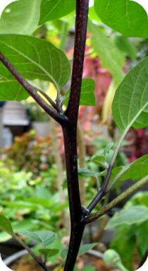 Purple Datura Stem