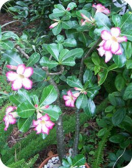 Desert Rose or Adenium