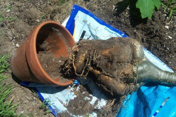 tightly wound root system