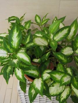 dieffenbachia