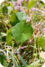 Pennywort Hydrocotyle