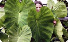 Elephant Ear grown by Leah in Maryland