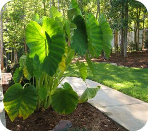 Elephant Ear in North Carolina