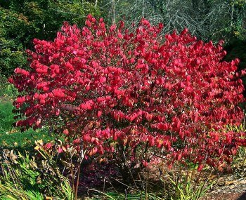 Full bush in fall colors