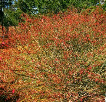 red berries cover bush in the fall