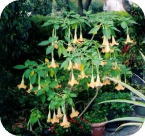 Freida Wright's Angel Trumpet