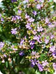 Mexican Heather