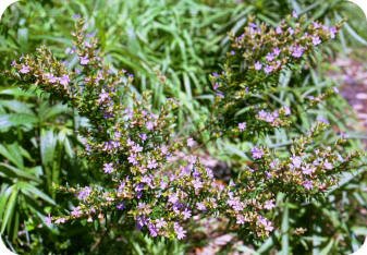 Mexican Heather