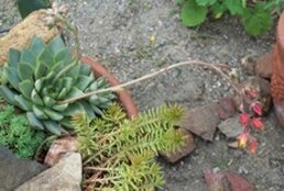 Flowering Hens and Chicks