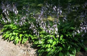 hosta in bloom