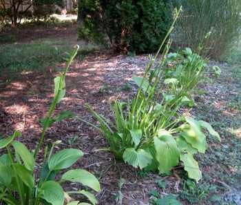 Hosta eaten by deer