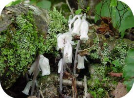 Indian Pipe