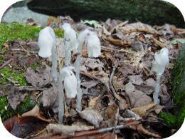 Indian Pipe