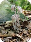 Indian Pipe photo by Ed Utz