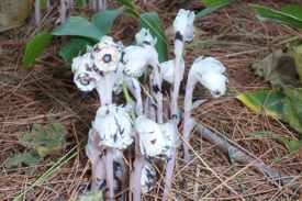 Indian Pipe