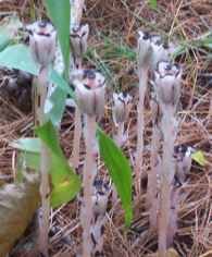 Indian Pipe