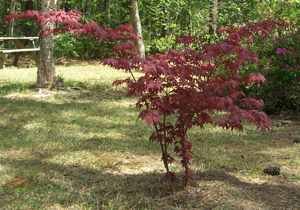 Japanese Maple