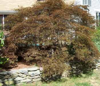 Japanese Maple