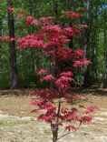 Japanese Maple