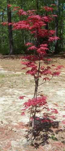 Japanese Maple