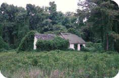 Kudzu House