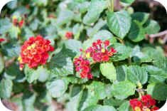 Lantana