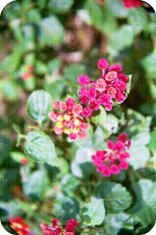 Lantana