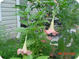 Angel Trumpets by Norman in Georgia