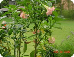 Angel Trumpets by Norman in Georgia