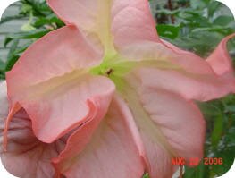 Angel Trumpets by Norman in Georgia