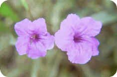 Mexican Petunia