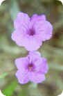 Ruellia