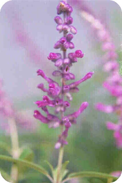 Salvia leucantha