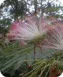 Mimosa Albizia julibrissin