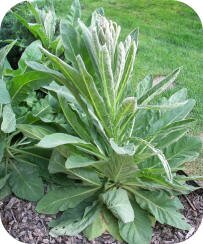 Mullein photo by Katy Kane of Centenial, CO