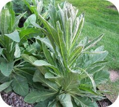 Mullein photo by Katy Kane of Centenial, CO