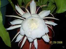 Nightl Blooming Cereus by Cheryl Morton, Birmingham, AL