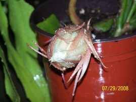 Nightl Blooming Cereus by Cheryl Morton, Birmingham, AL