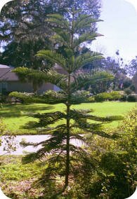 Norfolk Island Pine