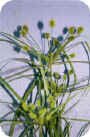 Cyperus esculentus