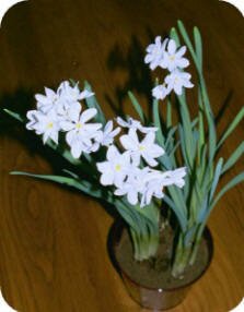 Paperwhites