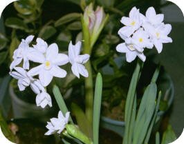 Paperwhites